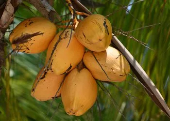 Will coconut milk curdle in slow cooker
