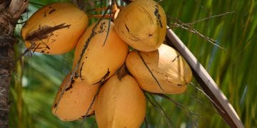Will coconut milk curdle in slow cooker