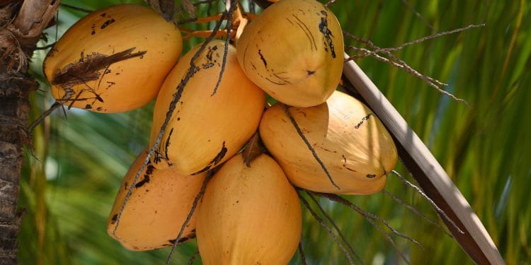 Will coconut milk curdle in slow cooker