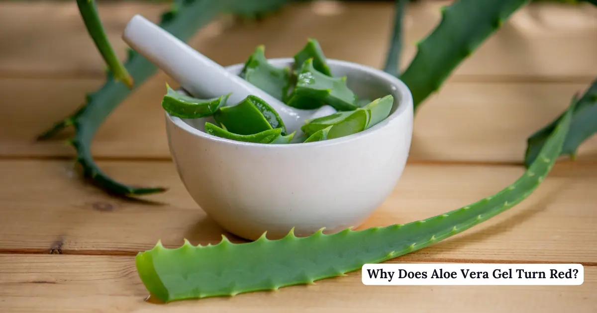 Aloe vera in a mortar and pestle.